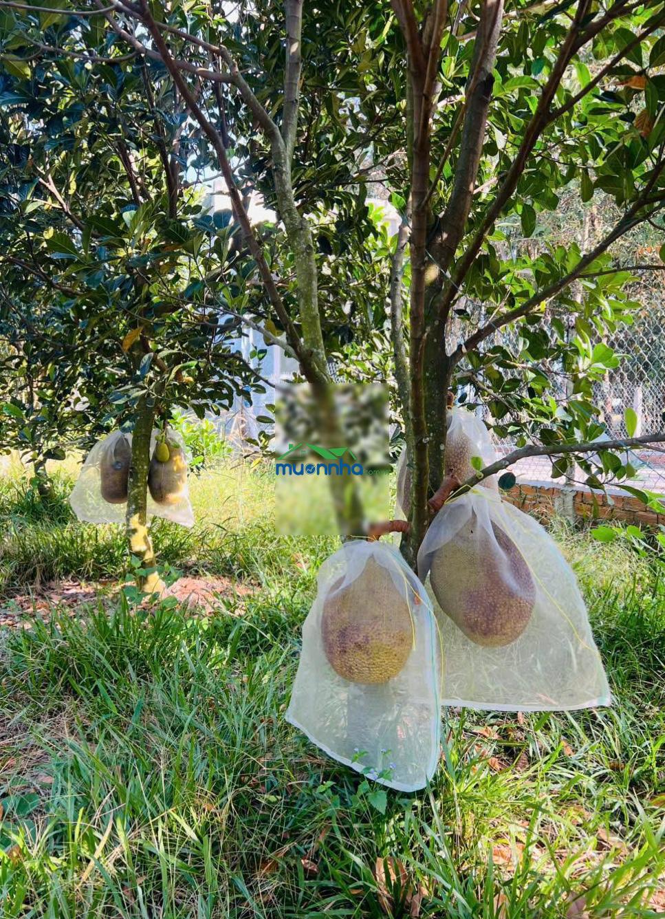 Bán ngộp vườn mít thái 238m2 thổ cư 100m2 giá rẻ 450 triệu, ngay chợ, uỷ ban, trường học, dân đông - 3