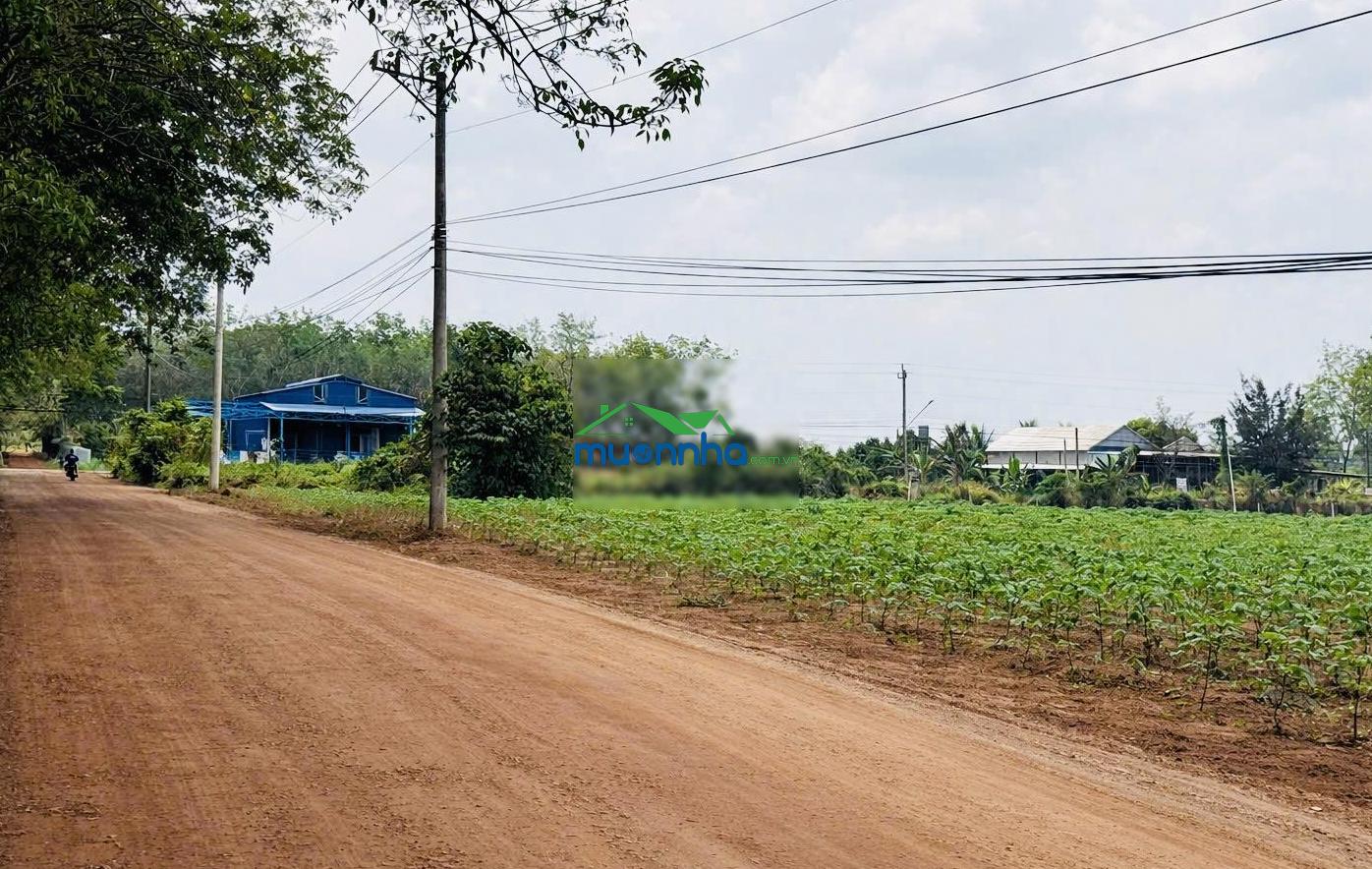 Bán đất sổ riêng tại dầu tiếng 339 triệu sang tên ngay - 3