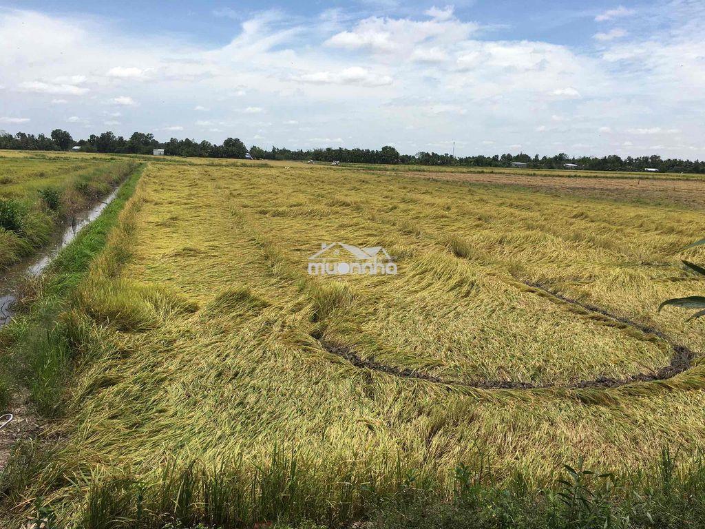 Đất đẹp chính chủ - giá tốt cho nhà đầu tư - 3