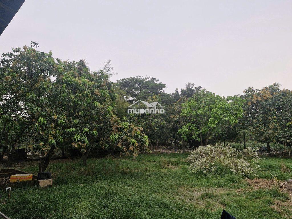 Đất nông nghiệp bình chánh tphcm - 4