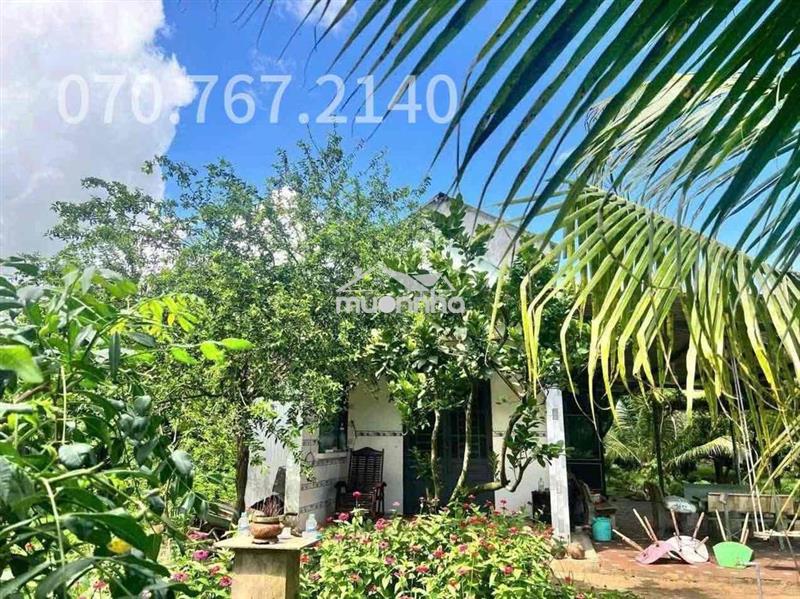 Chủ kẹt tiền cần bán gấp nhà vườn