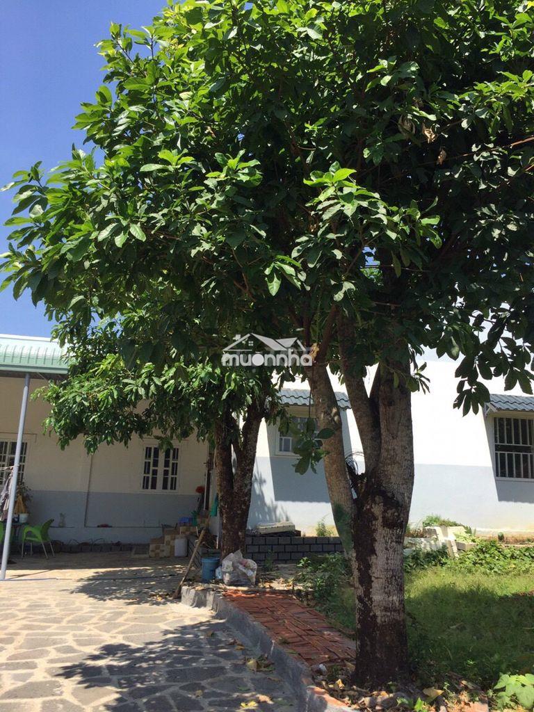 Bán nhà ở có ao vườn 1.800m²