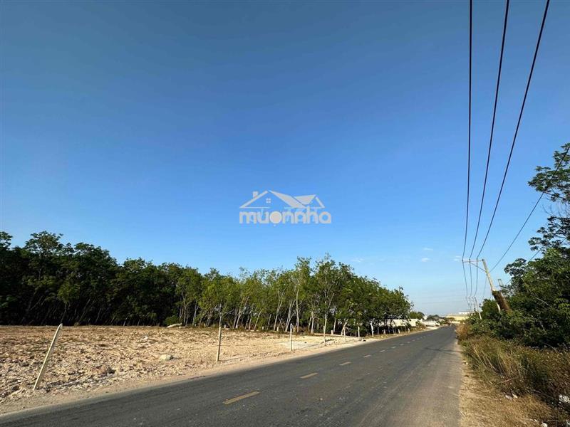 Cho thuê đất diện tích lớn (1.600m2)