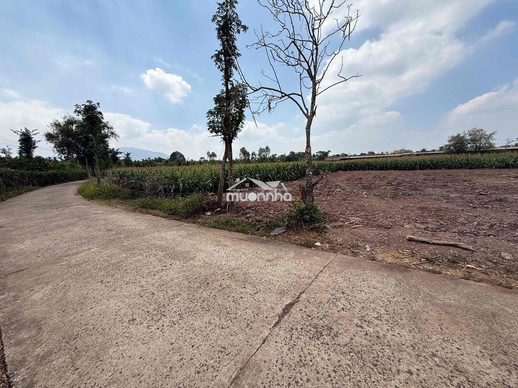 Bán 120m2 đất thổ cư sổ riêng. xuân lộc,tp đồng nai gần núi chứa chan - 2