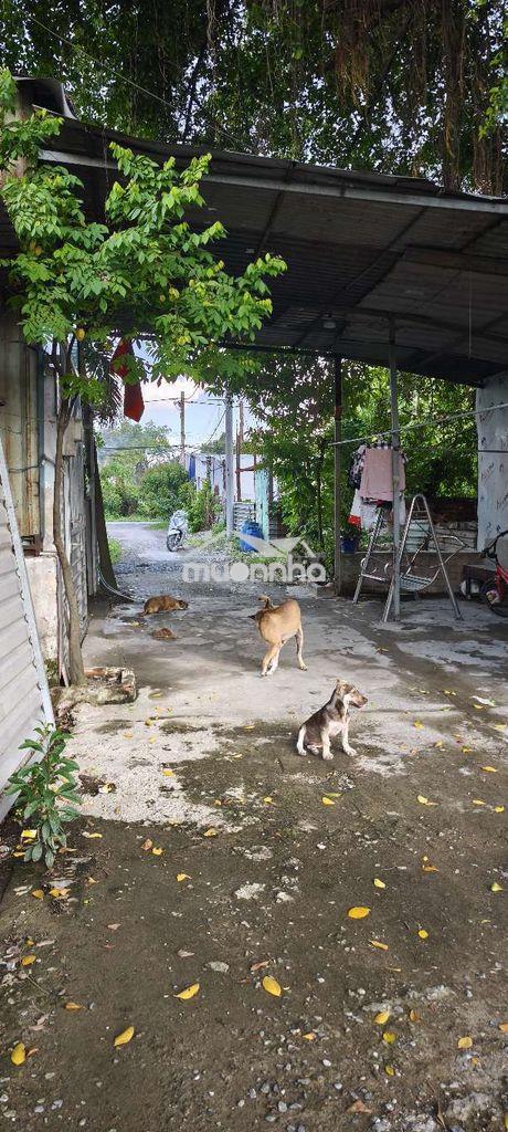 Sổ riêng đất trồng cây lâu năm  - 2