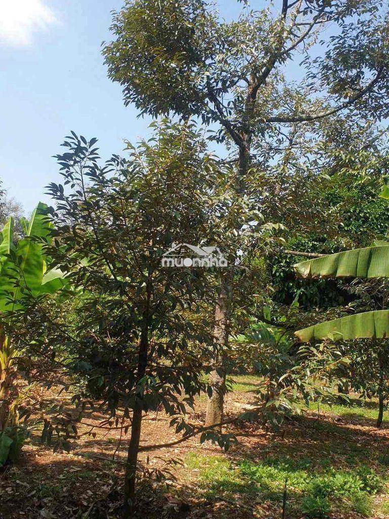 [Hot] mảnh vườn 2000m2 có sẵn 100 thổ cư chỉ 2tỷ350 tại long khánh