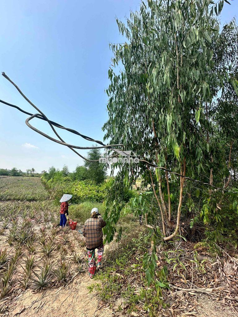 Khu c ấp 4 thạnh lợi - 4