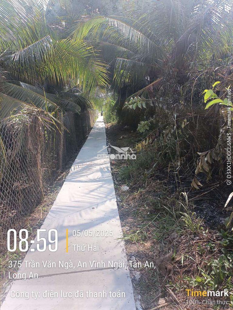 Đất đang trồng 1 số dừa an trái