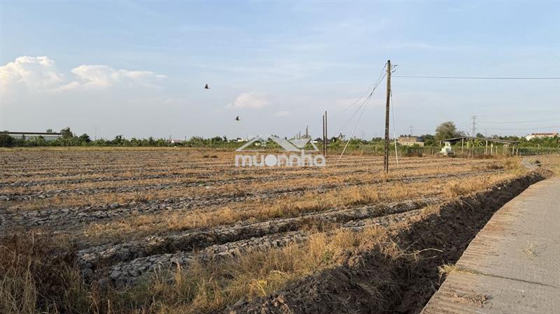 Đất lúa được chuyển thổ ấp 5 hòa phú
