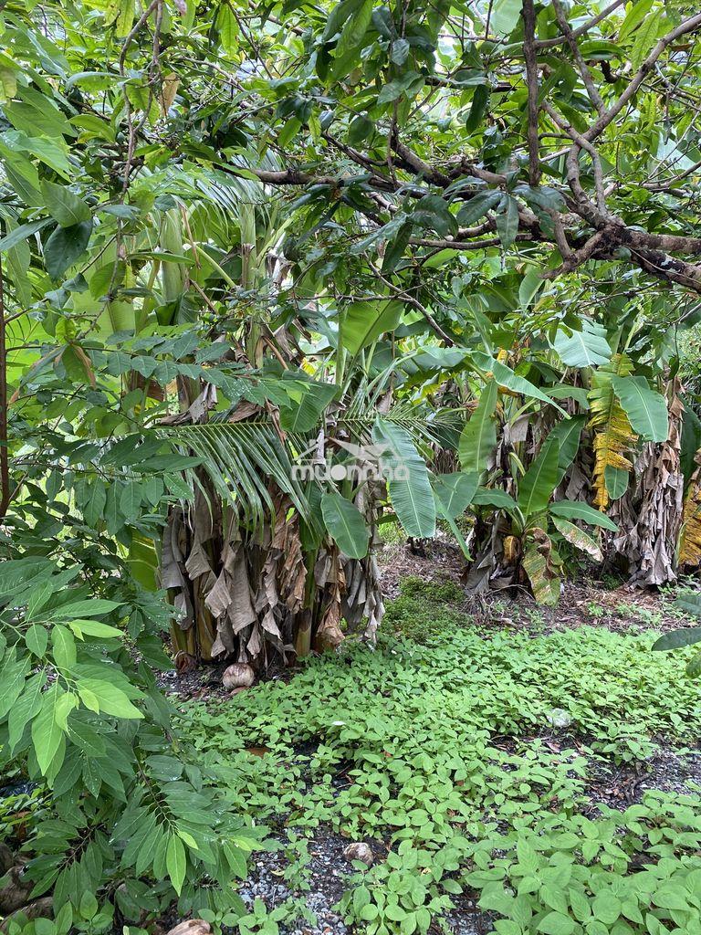 Cần bán - 2