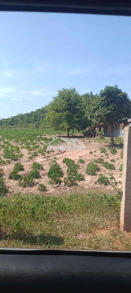 Bán đất bình thuận giá rẻ
