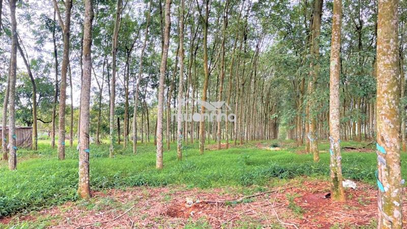 Ngộp, cần bán 4ha đất đẹp, cao su 7 năm tuổi - 160m bám mặt đường