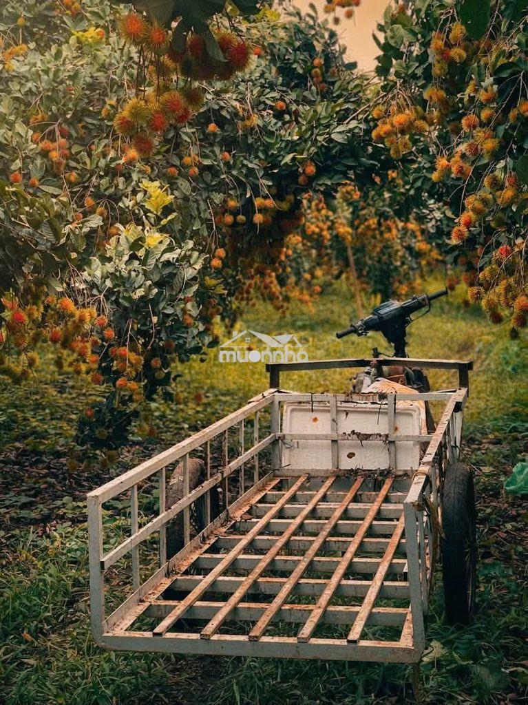 🌳Bán gấp vườn chôm chôm ngon gần ngã tư dầu giây – giá chỉ 1,2 tỷ/sào🍃 - 4