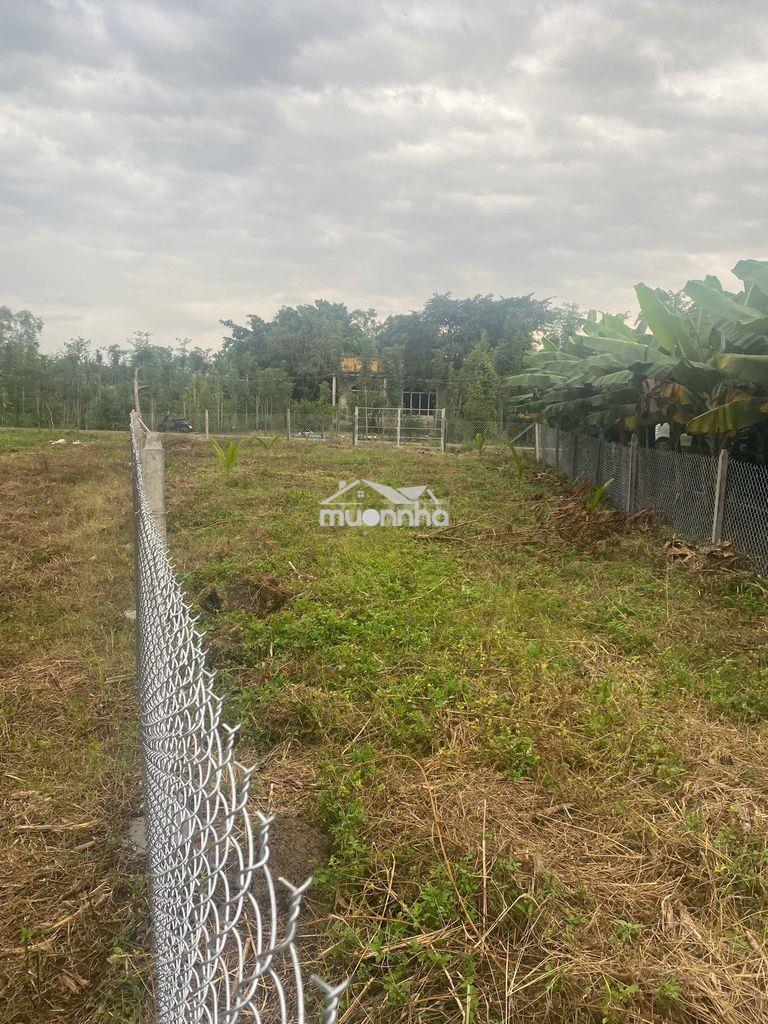 Bán 1623m2 đất xã sông ray phủ hồng - 3