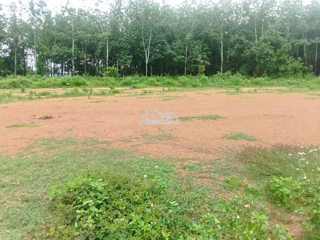 Cần bán gấp mảnh đất, đầu tư sinh lời - 3