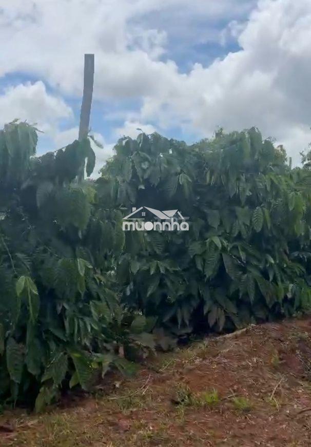Bán 1,4 ha vườn cà phê – tiêu tại đắk song, đắk nông - 2