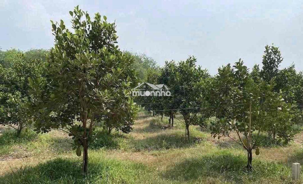 Đất vườn 2000m2 đường 6m thuộc phước thành tp hcm - 3