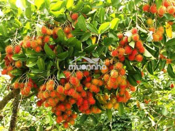 Bán vuờn trái cây giá ngộp long khánh - 2