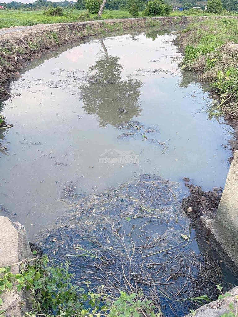 Bán đất 1000m giá 6tỷ ngay sau lưng uỷ ban xã đông thạnh - 3