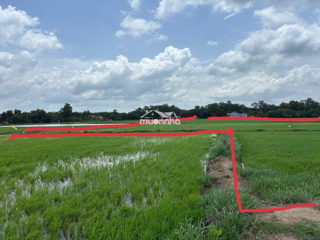Cần bán 5662 m2 đất nông nghiệp ven sông tại ấp 3, tân phước tây - 2