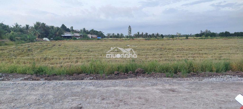 Bán 5 công đất.công tầm lớn - 2