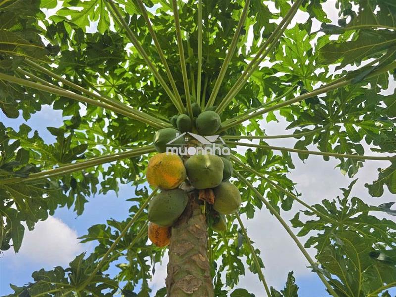 Đất vườn khu du lịch