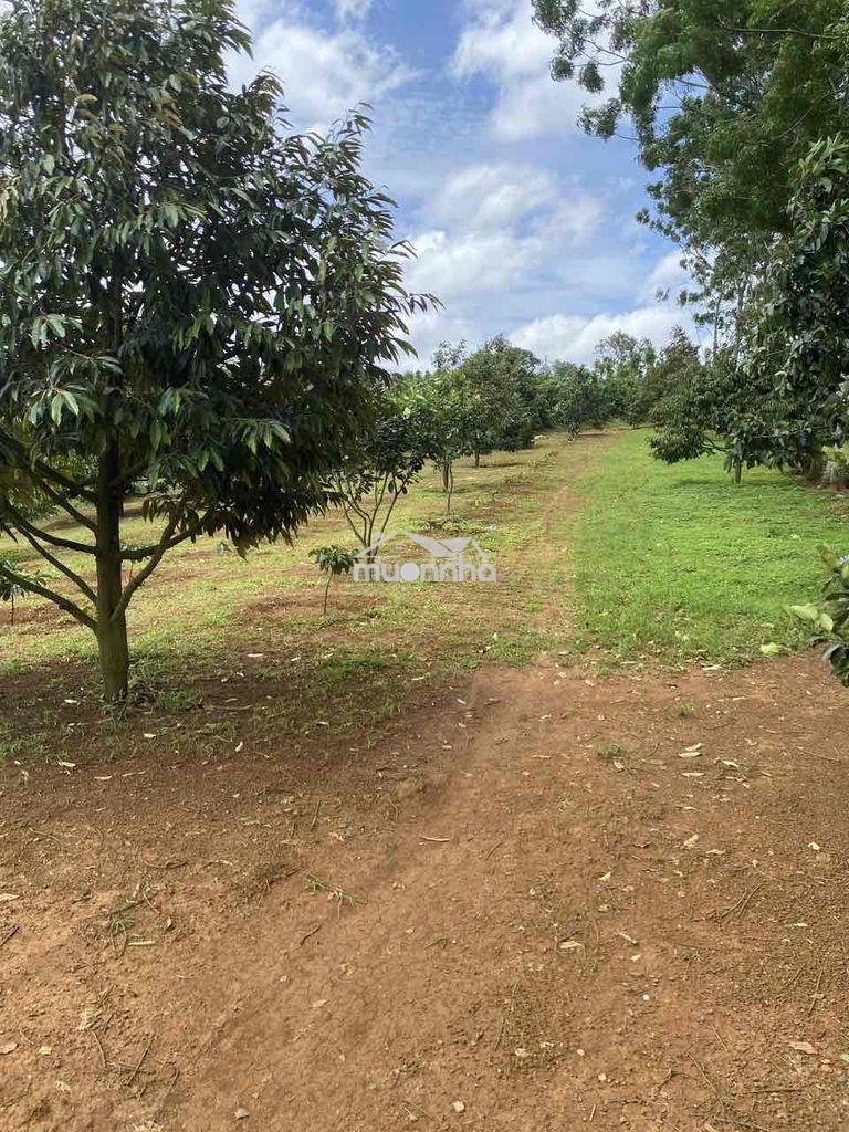 Em chính chủ đất nhà cần bán gấp 2.5ha đất rẫy có nhà view đẹp - Ảnh 3