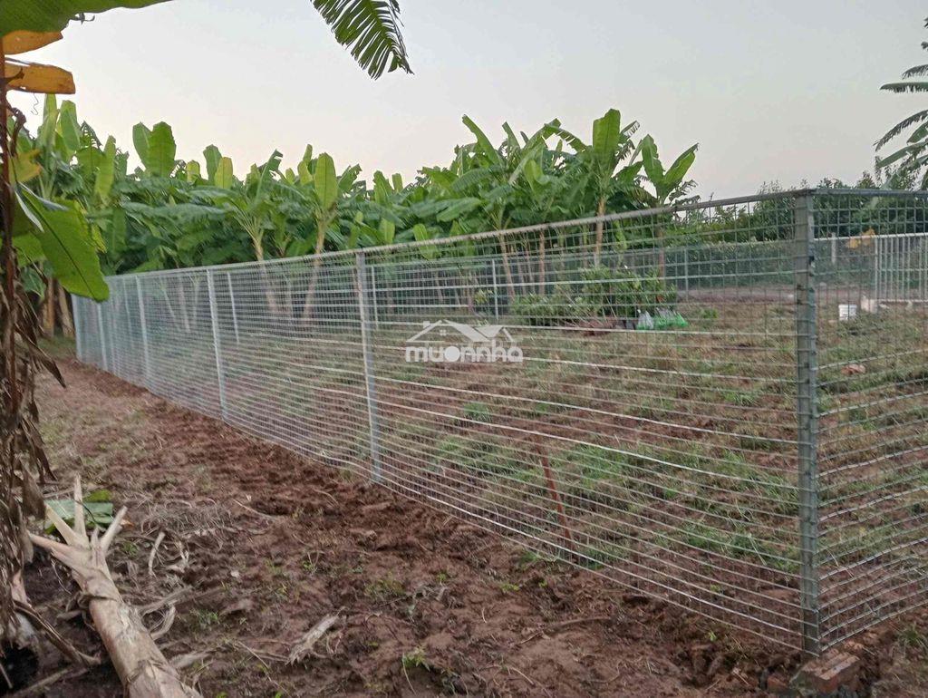 Bán đất nông nghiệp quốc oai - Ảnh 2