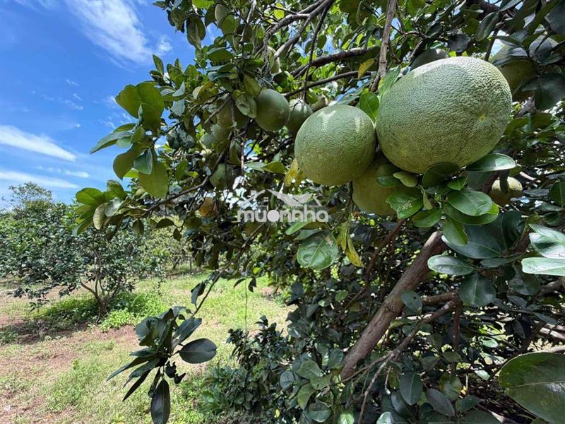 Đất sào cây ăn trái ngay chợ bình lộc - long khánh, sổ riêng, giá rẻ
