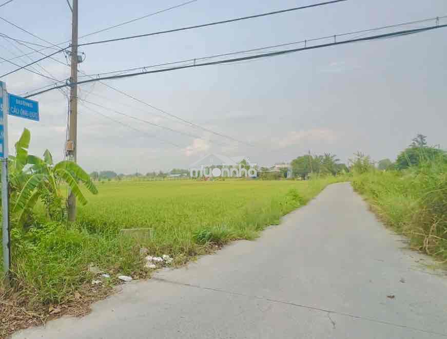 Bán đất đường cầu ông đức tân nhựt bình chánh - Ảnh 3