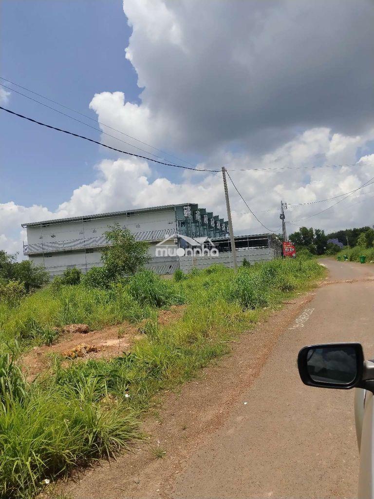Bán gấp đất kế dãy trọ 20×50 giá 290đ - Ảnh 2