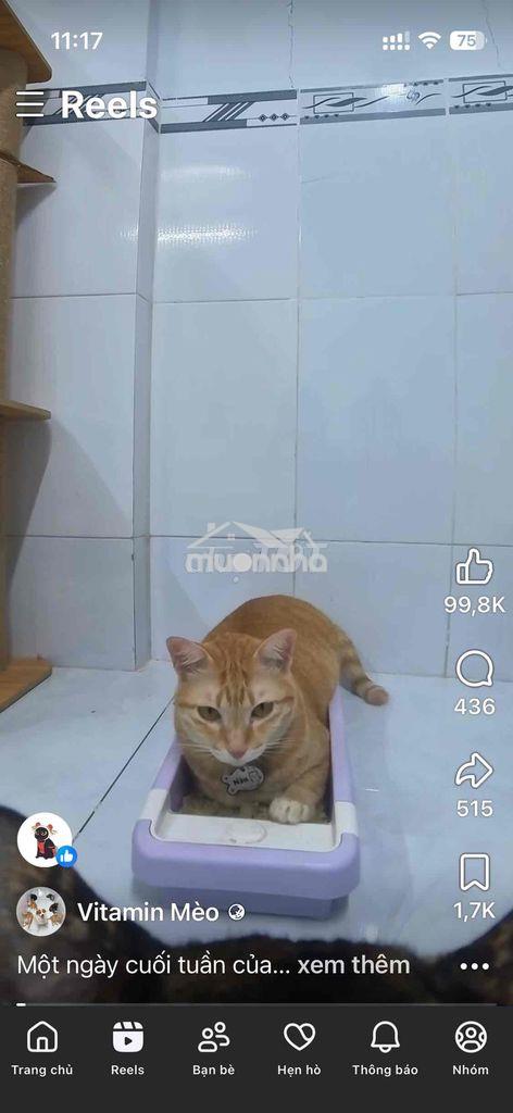 Cần thuê - Ảnh 3
