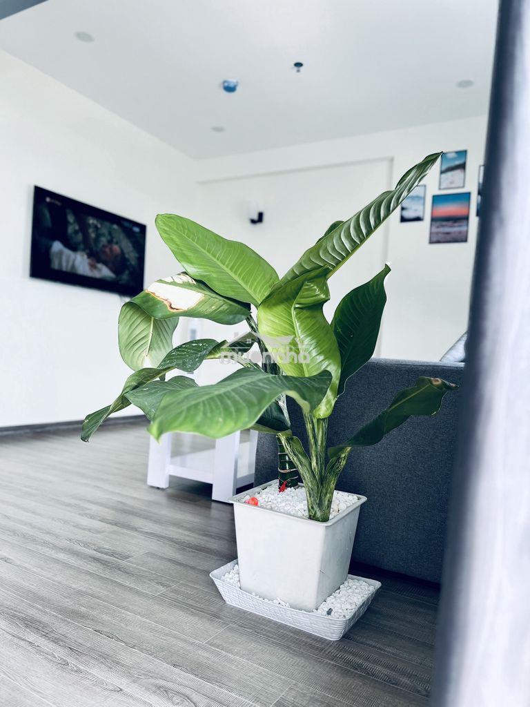 Liên hệ e nắm rổ hàng irist tower giá rẻ  nhận nhà ở ngay - Ảnh 3