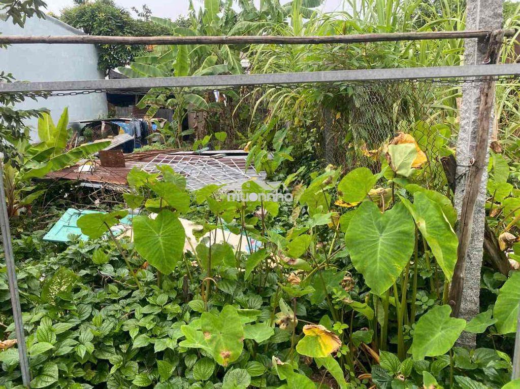 Tôi cần bán đất nền nông nghiệp, chính chủ - 3
