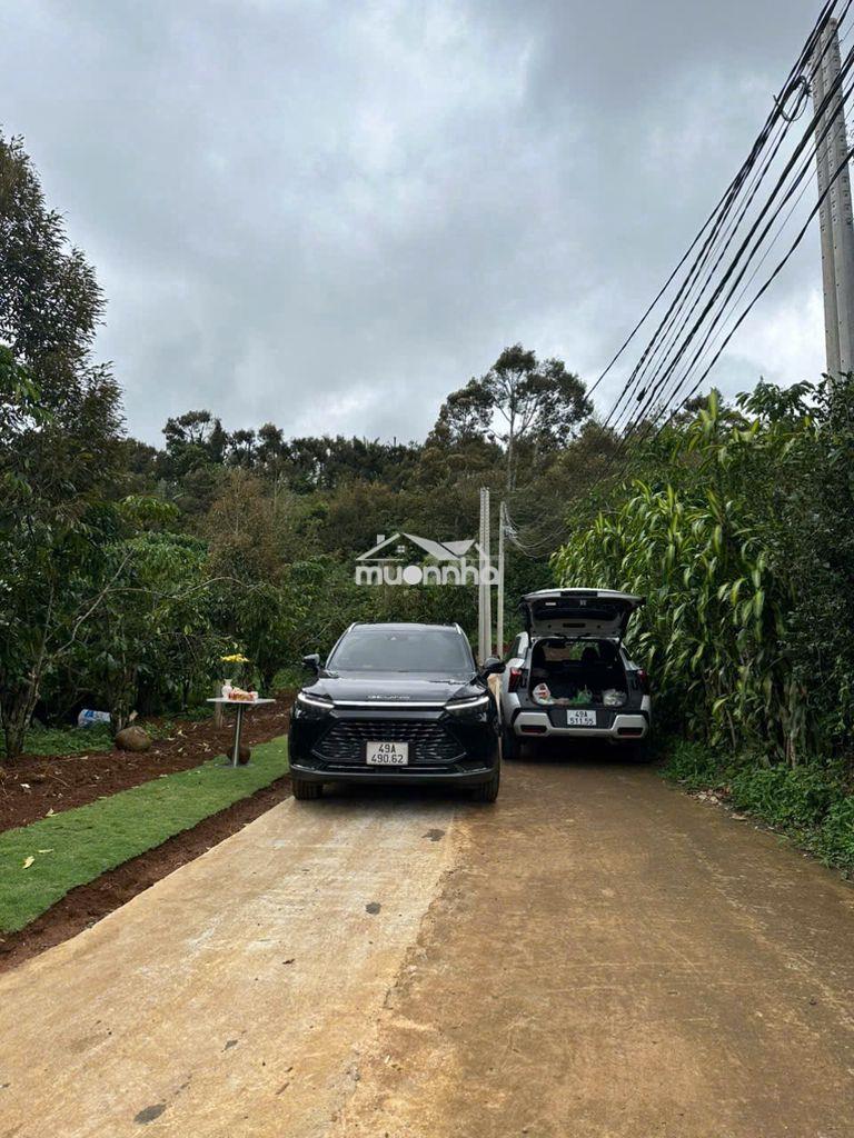 549m2 một mảnh vườn nhỏ giữa bảo lộc, sẵn cây trái - 2