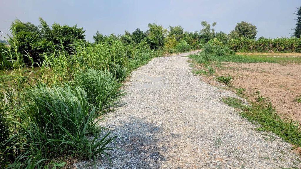 Bán nhanh nền vườn 1100m2 ở xã mỹ khánh, long xuyên giá 5xxtr - 4