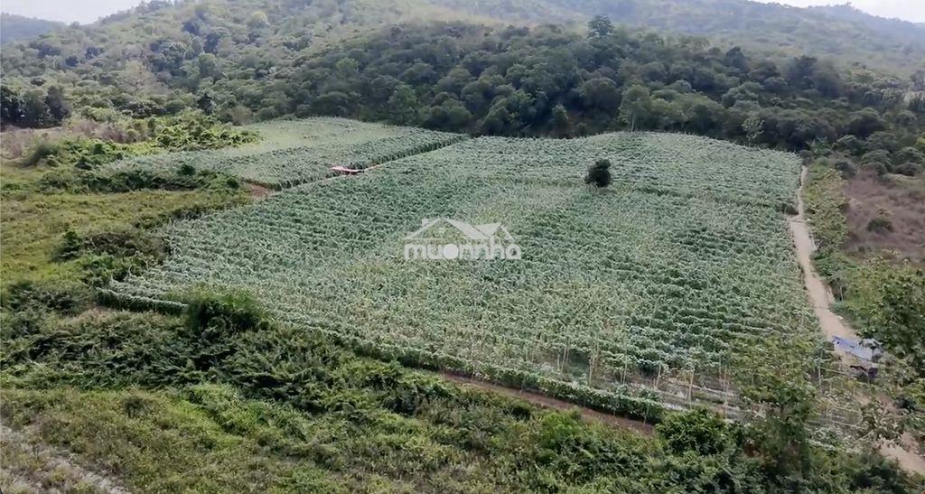 Bán farm 18.000m2 mặt tiền đường mở rộng 32m - cách tt bmt chỉ 15km - Ảnh 2