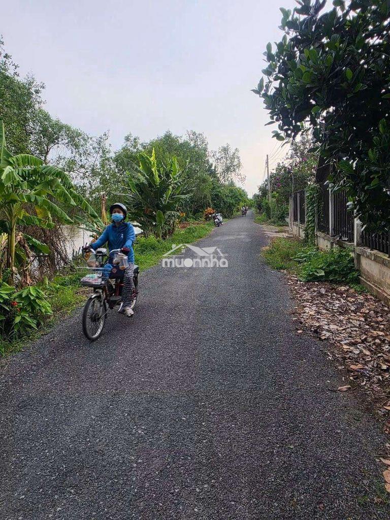 Bán vườn sầu riêng ri6