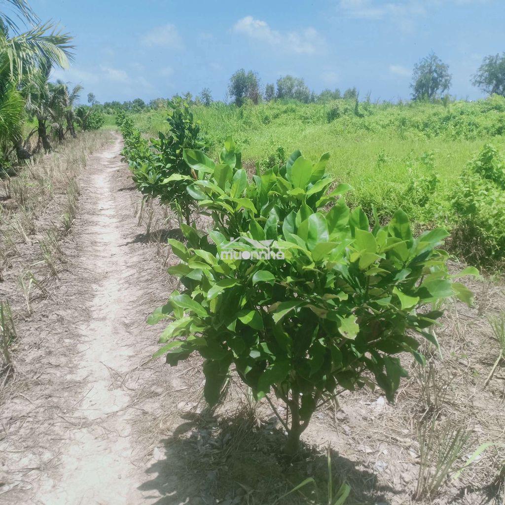 Bán 4543 m vuông đất   dự án mở rộng tp rạch giá  - Ảnh 4